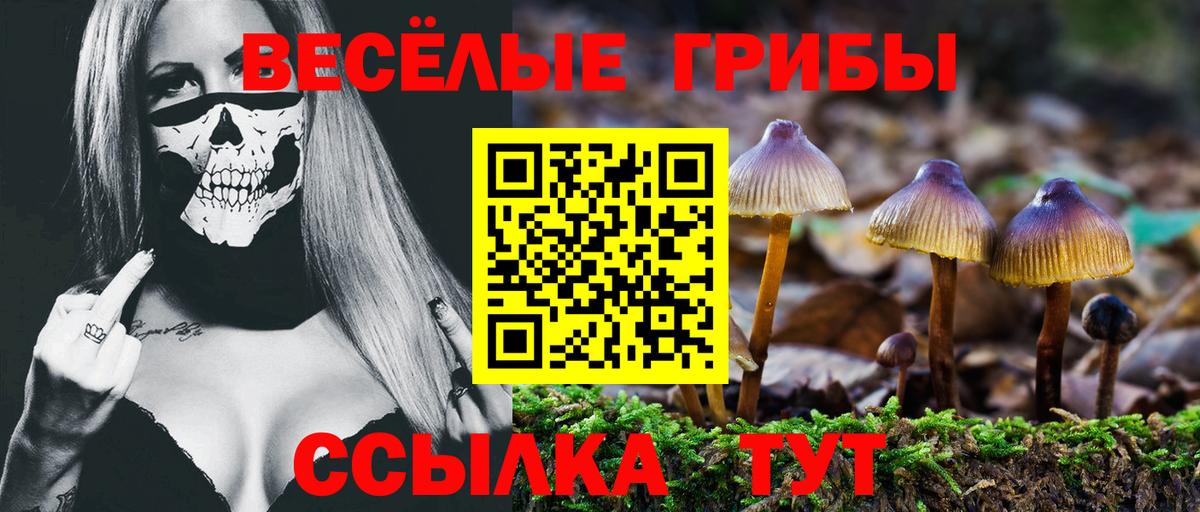 Псилоцибиновые грибы прущие грибы Дербент